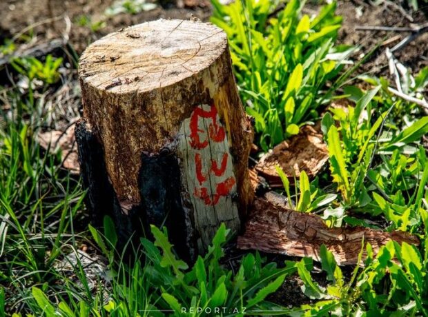 “Yaşıl ada” uşaq bağçasının sahibi ağacları qanunsuz olaraq kəsdi