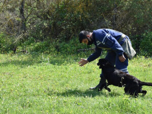 ABŞ Azərbaycana daha səkkiz minaaxtaran it göndərdi