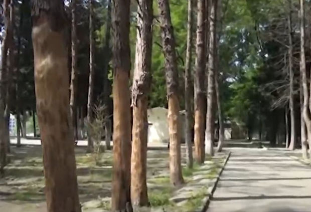 “Nur şəhəri”ndə nadir ağaclar kütləvi şəkildə quruyur – VİDEO