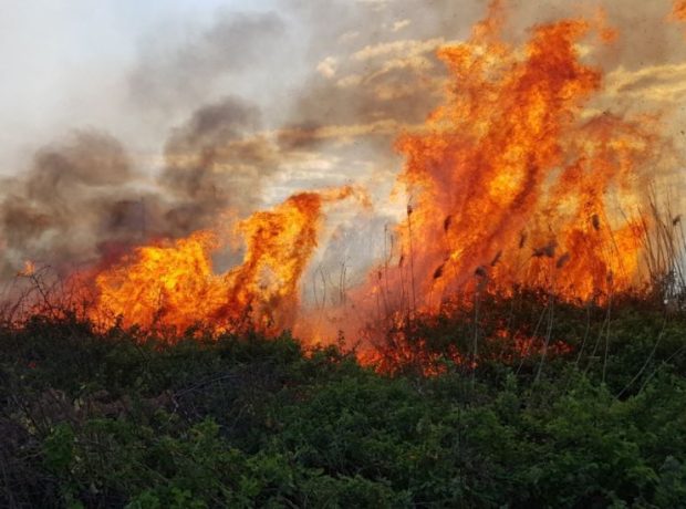 Şabranda meşə yanğınlarında yanan heyvanların üzücü görüntüləri – FOTOLAR