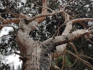 “Xətai Park” Yaşayış Kompleksi yaxınlığındakı şam ağacları xəstəlikdən quruyub
