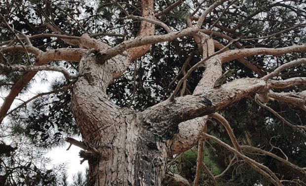 “Xətai Park” Yaşayış Kompleksi yaxınlığındakı şam ağacları xəstəlikdən quruyub