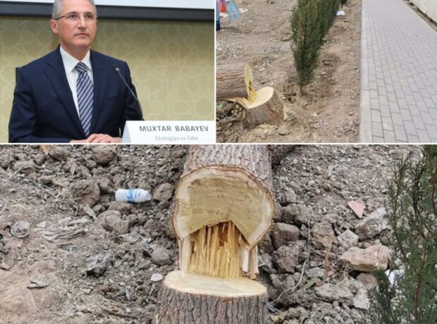 Xətai rayonunda 20 illik ağacları məhv etdilər: “Muxtar Babayev istefa verməlidir” – FOTOLAR