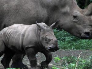 Zooparkdakı kərgədan öz baxıcısını öldürüb