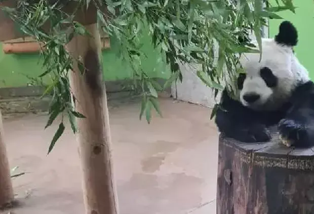 12 il əvvəl Çindən gələn pandalar öz ölkələrinə qayıdır…