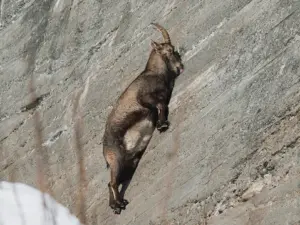 Alp dağ keçiləri alimləri narahat etməyə başlayıb