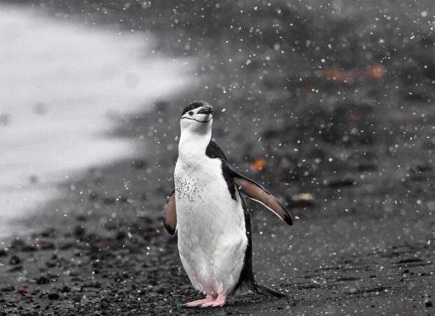 Antarktidadan Avstraliyaya gedən pinqvin sürprizə səbəb olub