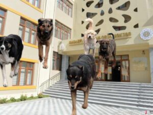 Masazırda 4 saylı məktəbdə şagirdlərin valideynləri həyacan təbili çalır – Övladları təhlükə altındadır (VİDEO)