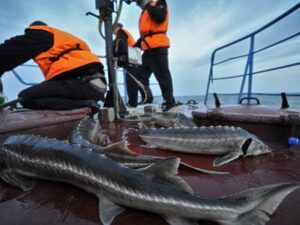 Xəzərdə nərə balıqlarının ovlanmasına qoyulan qadağanın ləğvi gözlənilmir